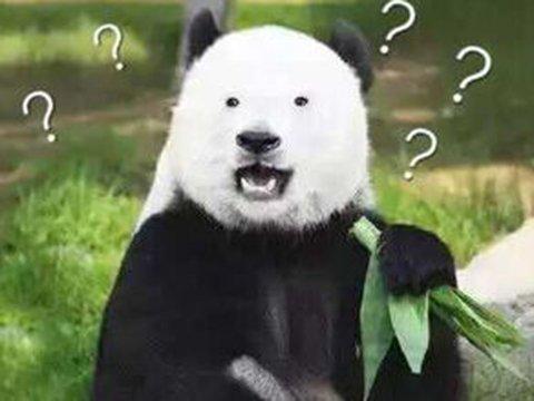 Steam好评96%的吃鸡游戏,因为太可爱,被玩成尬舞游戏?