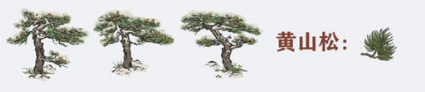 江南百景图黄山松图
